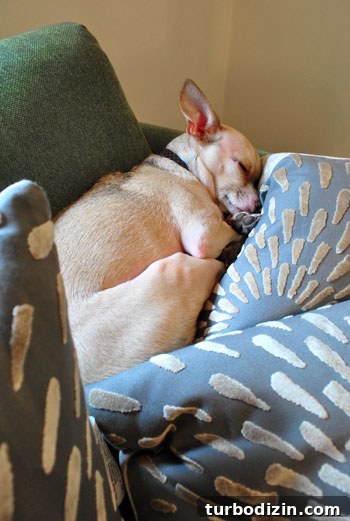 Helping Your Dog Settle Into a New Home Quickly 8 Burger on new pillows