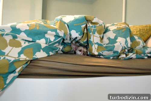 Helping Your Dog Settle Into a New Home Quickly 9 Burger cozy under the covers