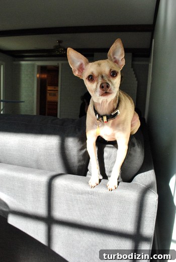 How We Assembled the IKEA Karlstad Sectional Sofa Step-by-Step 13 chihuahua sitting atop ikea sectional sofa Karlstad in sunlight