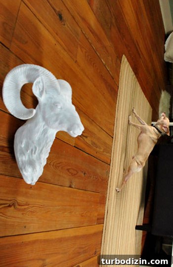 How to Choose a Ceramic Ram Wall Sculpture for Your Home 11 funny rotated photo of dog stretching