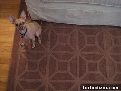 Warm Brown Area Rug from JCPenney — Styles & Buying Guide 2 Close-up of dog on honeycomb wool rug