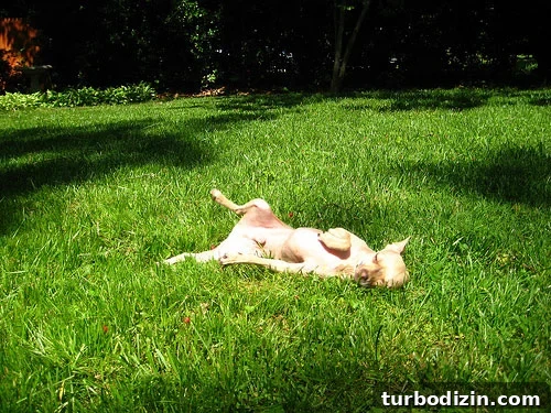 Dog resting in grass
