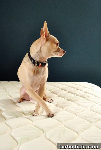 Dog testing new mattress