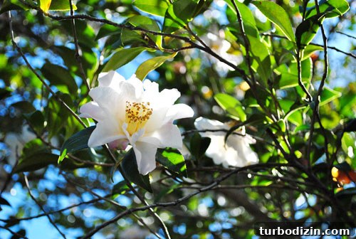 Spring Flowers in Bloom: Top Spots to See Wildflowers This Season 2 img 33772 1