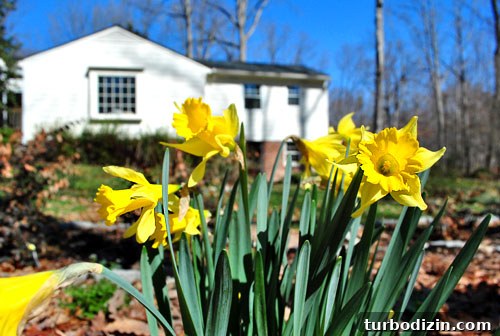 Spring Flowers in Bloom: Top Spots to See Wildflowers This Season 4 img 33772 3