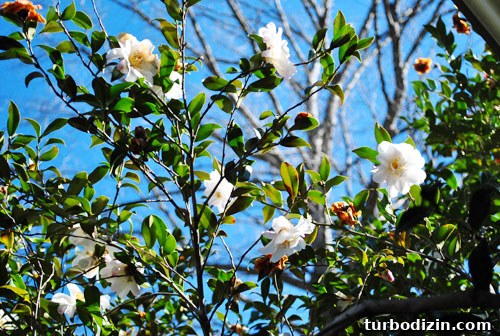 Spring Flowers in Bloom: Top Spots to See Wildflowers This Season 8 img 33772 7