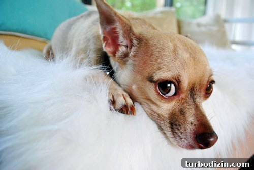 Dog giving a skeptical look