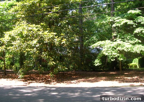 How Tree Limbing Restores Your View of the House 2 First house before