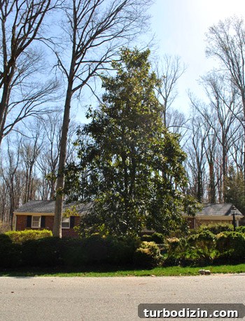 How Tree Limbing Restores Your View of the House 6 Close-up of magnolia