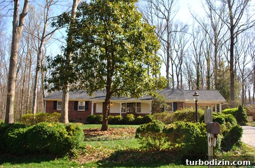 How Tree Limbing Restores Your View of the House 9 Progress photo 1