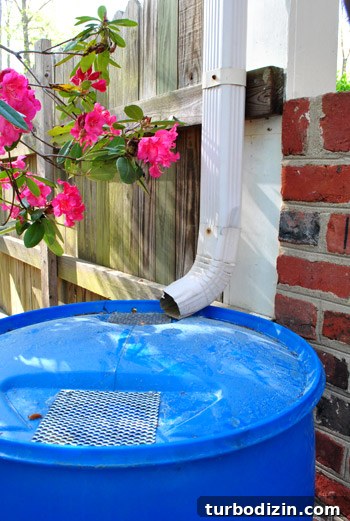 Install a Rain Barrel: Step-by-Step Guide for Your Garden 9 Ready-to-collect rainwater