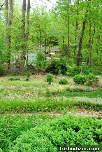 Plant Leyland Cypress Trees to Create a Privacy Hedge 11 img 35387 10