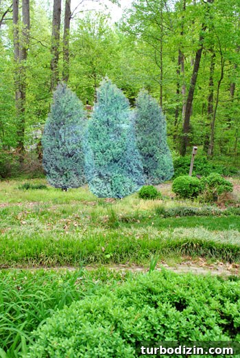 Plant Leyland Cypress Trees to Create a Privacy Hedge 12 img 35387 11