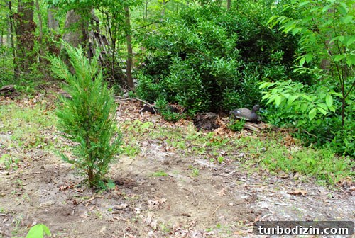 Plant Leyland Cypress Trees to Create a Privacy Hedge 13 img 35387 12