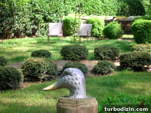 Plant Leyland Cypress Trees to Create a Privacy Hedge 15 img 35387 14