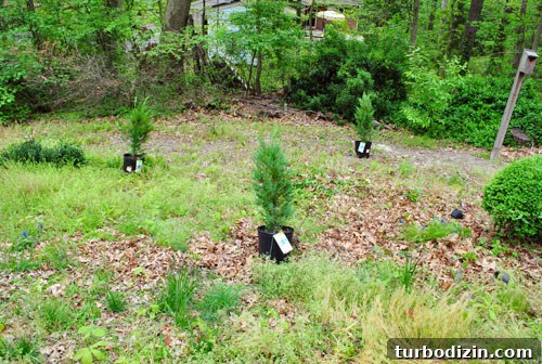 Plant Leyland Cypress Trees to Create a Privacy Hedge 6 img 35387 5