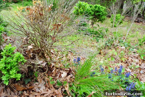 Plant Leyland Cypress Trees to Create a Privacy Hedge 7 img 35387 6