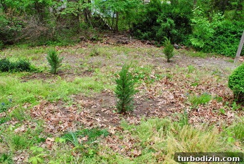 Plant Leyland Cypress Trees to Create a Privacy Hedge 10 img 35387 9