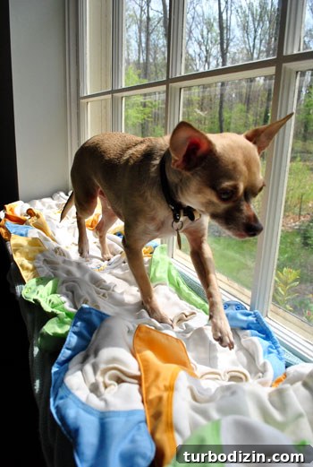 Practical Cloth Diapering Guide: Tips for New Parents 2 Chihuahua on windowsill
