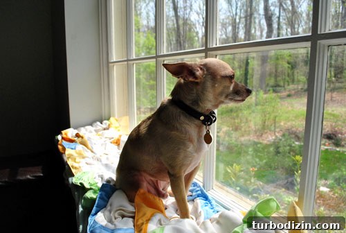 Practical Cloth Diapering Guide: Tips for New Parents 3 Chihuahua birdwatching