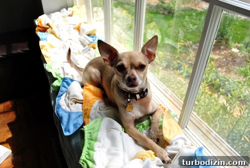 Practical Cloth Diapering Guide: Tips for New Parents 4 Chihuahua lounging