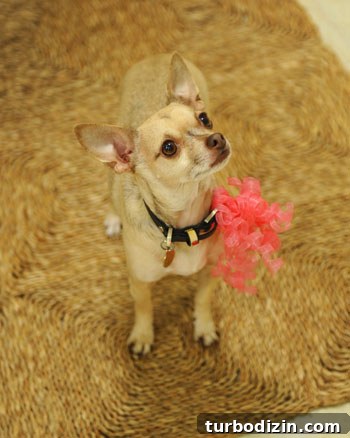 Throwing a Memorable First Birthday Party for Our Daughter 6 Dog with ribbons