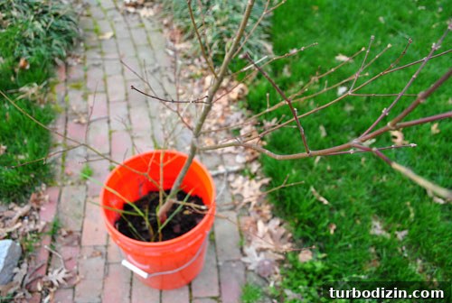 Transplanting Our Red Maple: Step-by-Step Guide and Results 3 Roots and soil of the transplanted maple