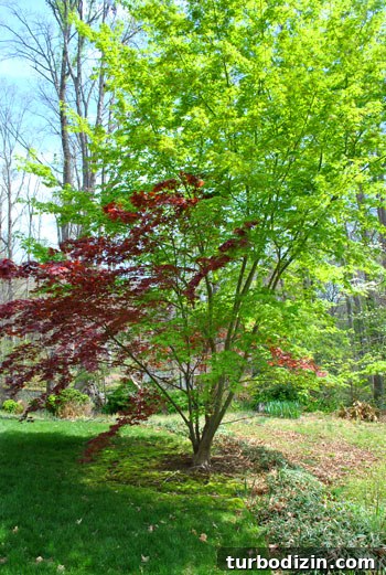 Transplanting Our Red Maple: Step-by-Step Guide and Results 4 Neighbor maple in full leaf