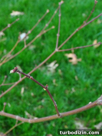 Transplanting Our Red Maple: Step-by-Step Guide and Results 5 Dormant transplant with tiny buds