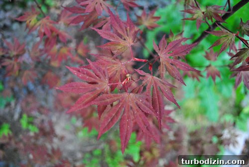 Transplanting Our Red Maple: Step-by-Step Guide and Results 7 Close-up of maple leaves