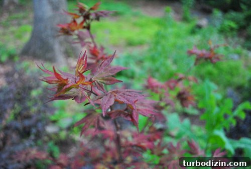 Transplanting Our Red Maple: Step-by-Step Guide and Results 8 Fresh leaves catching the light