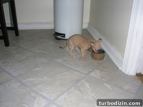 1748368130_e161a9021f Puppy portrait