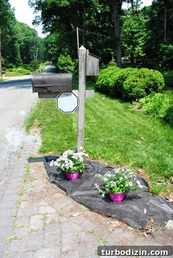 Petunias planted