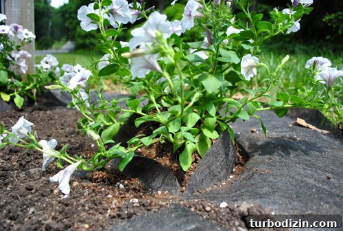 Planting through landscaping fabric
