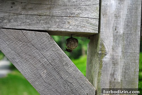 Wasp nest behind mailbox signs