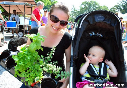 How to Grow an Herb Garden in a Metal Tub: Step-by-Step Guide 3 img 37217 2