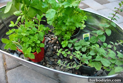 How to Grow an Herb Garden in a Metal Tub: Step-by-Step Guide 7 img 37217 6