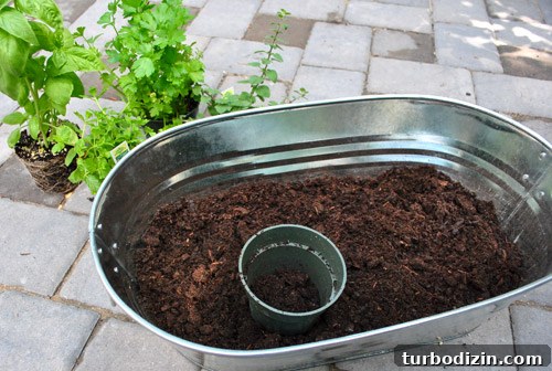 How to Grow an Herb Garden in a Metal Tub: Step-by-Step Guide 8 img 37217 7