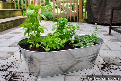 How to Grow an Herb Garden in a Metal Tub: Step-by-Step Guide 10 img 37217 9