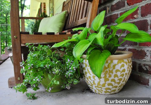 Porch Makeover Ideas to Boost Your Home’s Curb Appeal 16 Porch plants close-up