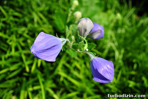 DIY Flower Bouquet in Minutes: A Simple Guide to Create One 3 Close-up of purple flowers
