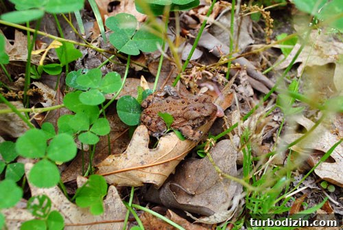 Toad friend