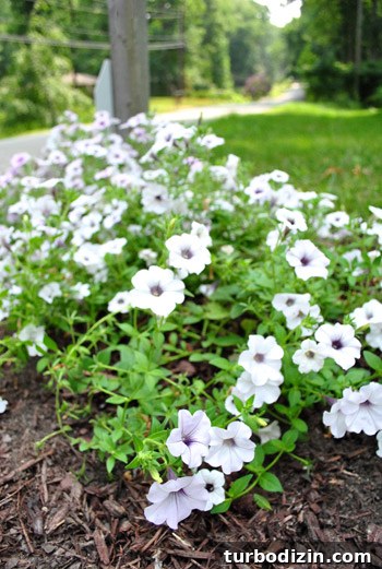 Full flowers by mailbox