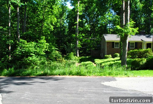 Overgrown side yard