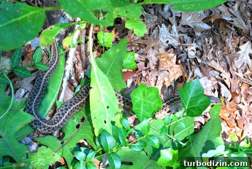 Garter snake