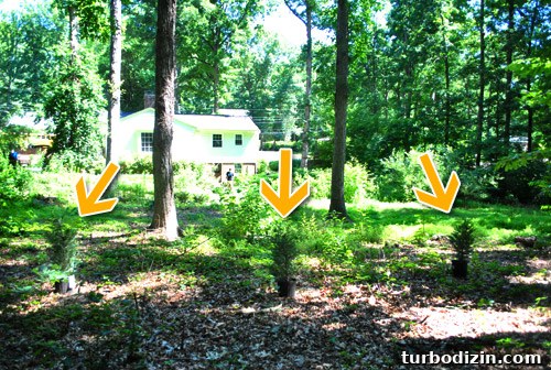 New evergreen plantings