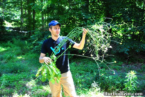 Large weeds