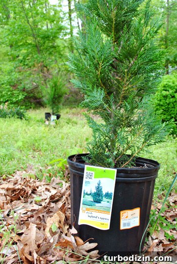 Top June Superlatives: Most Memorable Moments and Achievements 6 Evergreens and wildlife