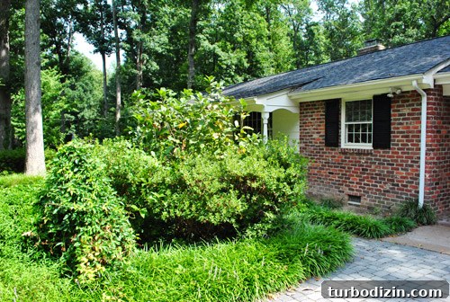 How to Remove Weeds from a Paver Driveway Quickly and Effectively 11 img 39854 10
