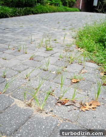 How to Remove Weeds from a Paver Driveway Quickly and Effectively 14 img 39854 13